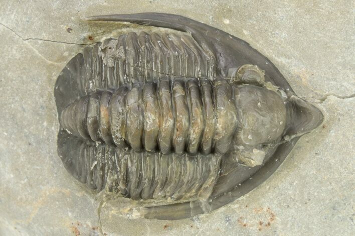 Diademaproetus Trilobite - Ofaten, Morocco #273382